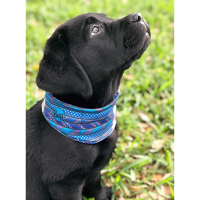 Dog Neckwear