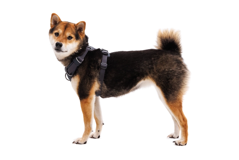 Ruffwear Front Range Dog Harness in Basalt Gray